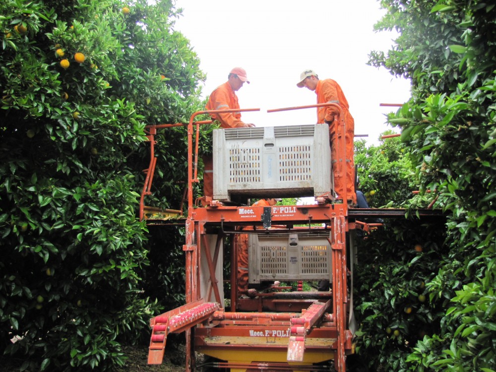 PLATAFORMA DE COSECHA